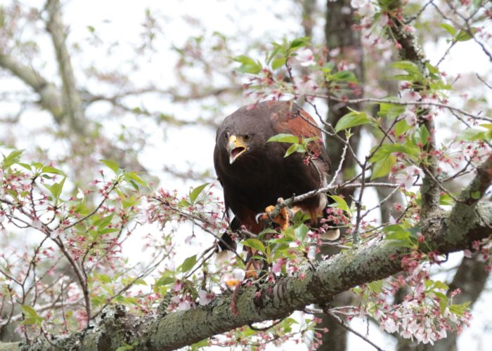 害鳥駆除と鳥害対策に用いる鷹匠の鷹